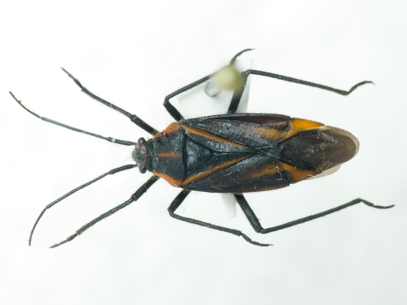 Miridae